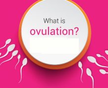 What is Ovulation?