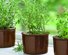 PCOS Herbal Treatment