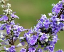 Vitex and PCOS