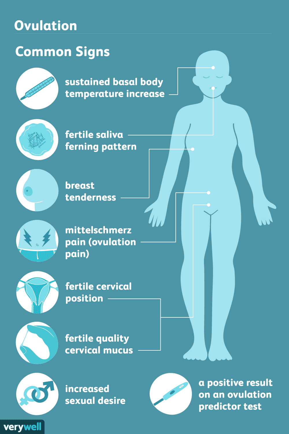 How Charting Helps To Know When You Are Pregnant